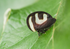 Membracis foliatafasciata