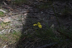 Senecio