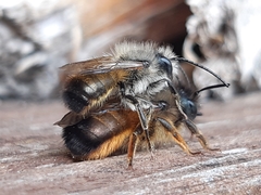 Osmia bicornis