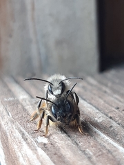 Osmia bicornis