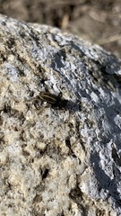 Astylus vittaticollis