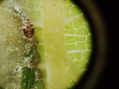 Psyllobora bicongregata