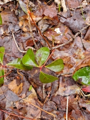 Gaultheria procumbens image
