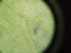 Psyllobora bicongregata