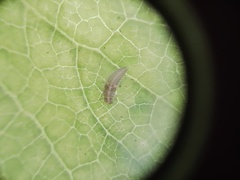 Psyllobora bicongregata