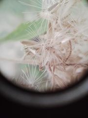 Austroeupatorium inulifolium