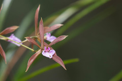 Encyclia bractescens