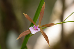 Encyclia bractescens