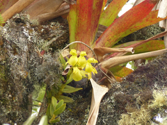 Epidendrum scutella