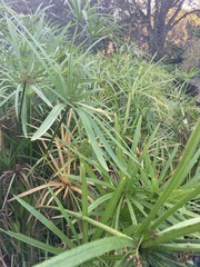 Cyperus textilis