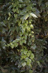 Dioscorea cotinifolia