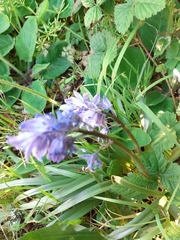 Hyacinthoides