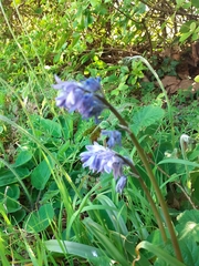 Hyacinthoides