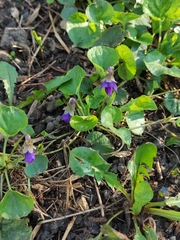 Viola odorata