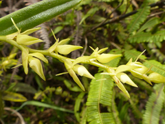 Epidendrum rugulosum