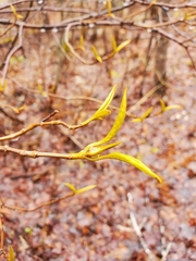 Viburnum cassinoides image