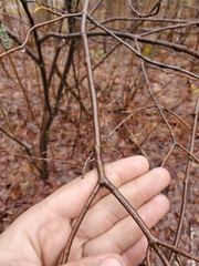 Viburnum cassinoides image