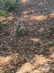 Sciurus carolinensis