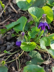 Viola odorata