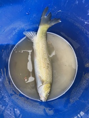 Luciobarbus graellsii