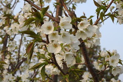 Prunus × lannesiana
