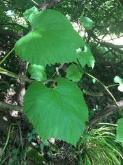 Vitis koberi