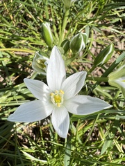 Ornithogalum umbellatum
