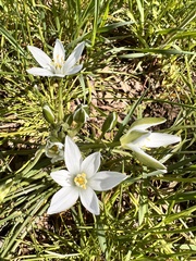 Ornithogalum umbellatum