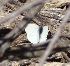 Dixeia charina