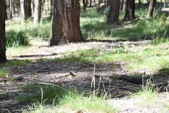 Spinus xanthogastrus