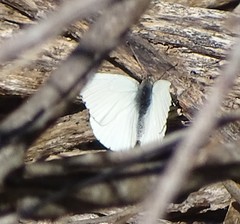 Dixeia charina