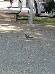 Melanotis caerulescens