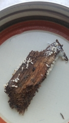 Ceratiomyxa fruticulosa