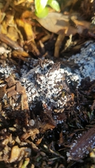 Ceratiomyxa fruticulosa