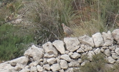 Alectoris graeca whitakeri