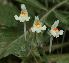 Linaria reflexa