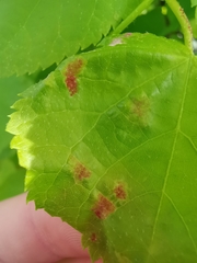 Eriophyes exilis