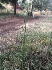 Helenium mexicanum