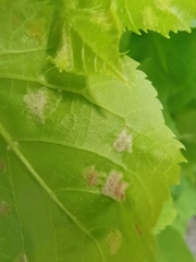 Eriophyes exilis