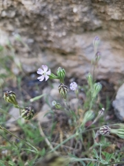 Silene secundiflora