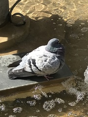 Columba livia domestica