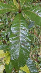 Quercus humboldtii