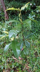 Quercus humboldtii