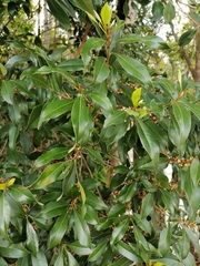 Sideroxylon salicifolium