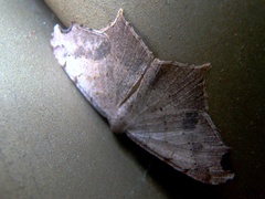 Macaria triplicaria