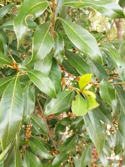 Sideroxylon salicifolium