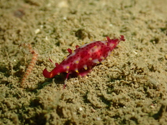 Phenacovolva rosea