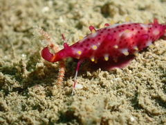 Phenacovolva rosea