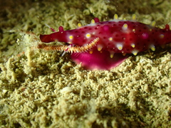 Phenacovolva rosea