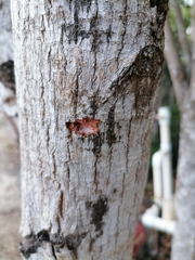 Sideroxylon salicifolium